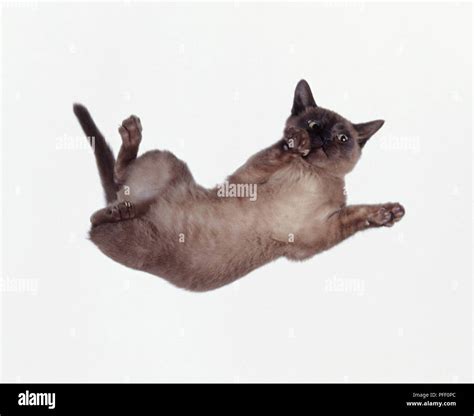 A Cat In Mid Air Stock Photo Alamy