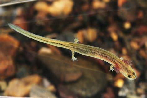 Eurycea Multiplicata Many Ribbed Salamander Complex Herps Of Arkansas