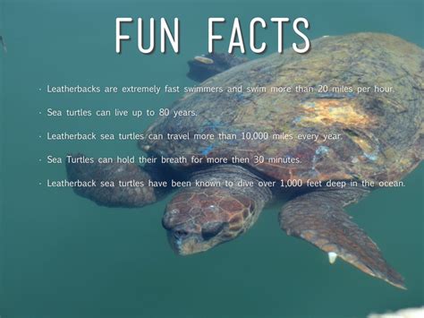 Fun Facts About Loggerhead Sea Turtles