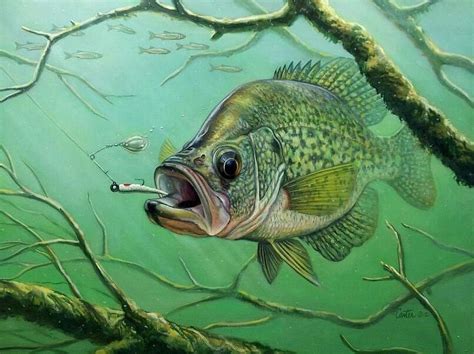 Crappie In 2023 Fish Painting Fish Drawings Fish Artwork