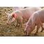 What Causes Lameness In Pigs And Does It Stop Them Growing