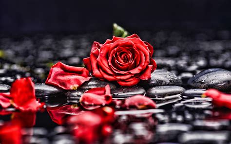 Download Petal Stone Red Rose Red Flower Flower Nature Rose 4k Ultra Hd