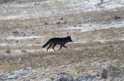 Wolf Watching In Yellowstone Lamar Valley What We Learned