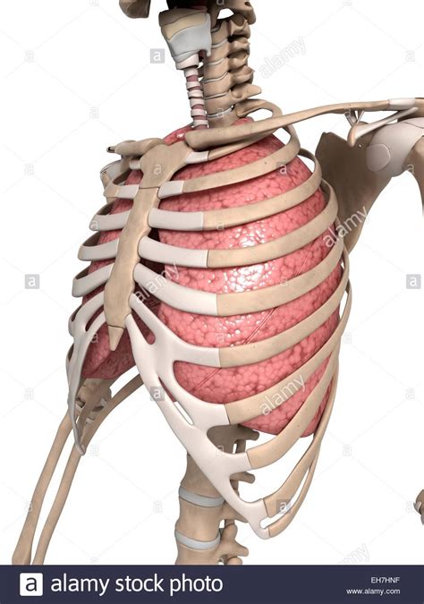 Common causes of sharp pain under your right rib or an aching rib cage, and when to seek medical treatment. Human lungs with ribcage, illustration Stock Photo - Alamy