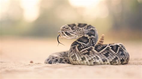 La Historia De La Serpiente De Cascabel El Icónico Reptil Que Inspiró