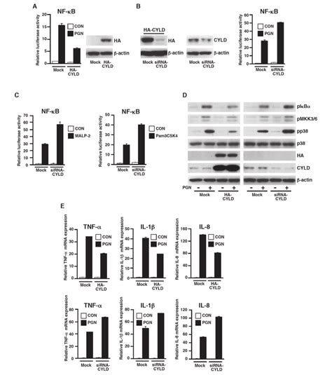 The Tumor Suppressor Cyld Negatively Regulates Tlr Dependent