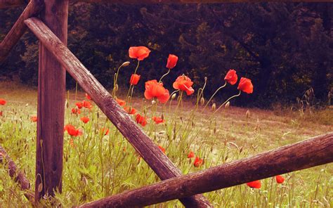Download Wallpaper 3840x2400 Poppies Flowers Red Wild Bloom 4k