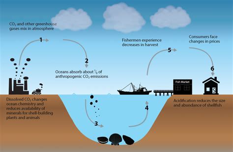 Escreva Sobre Os Impactos Negativos Da Acidificação Dos Oceanos Askschool