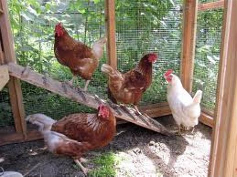 Backyard chickens used to be something that everyone did in the past. Raising Backyard Chickens | Northport, NY Patch