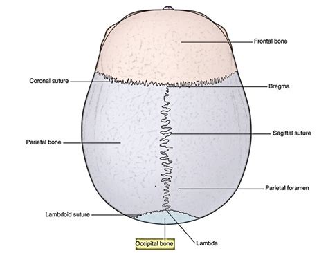 Diagram Of The Occipital Bone