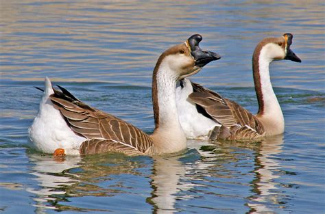 Chinese Goose Swan Geese