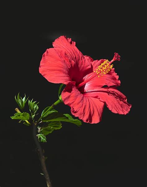 Comoreproducirhibiscus #obelisco #jardin #flores #obelisco #hibiscus #jardin #esquejes el obelisco inacabado es el más largo de todos los conocidos en el mundo antiguo, es más grande que. Red Hibiscus | Flores, Flores rosadas y Obelisco flor