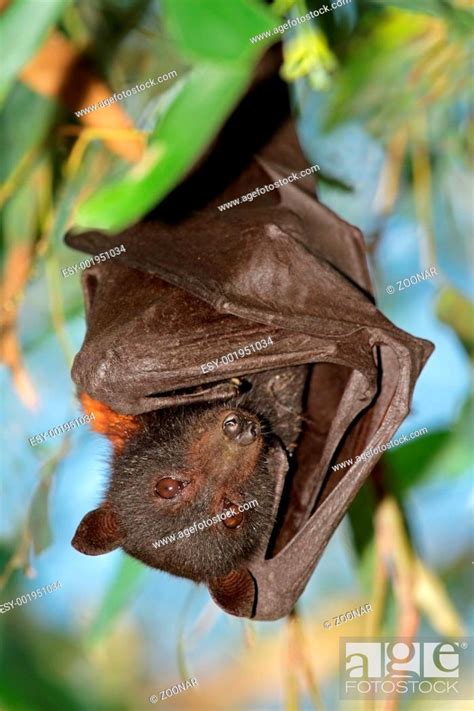 Black Flying Fox Stock Photo Picture And Low Budget Royalty Free