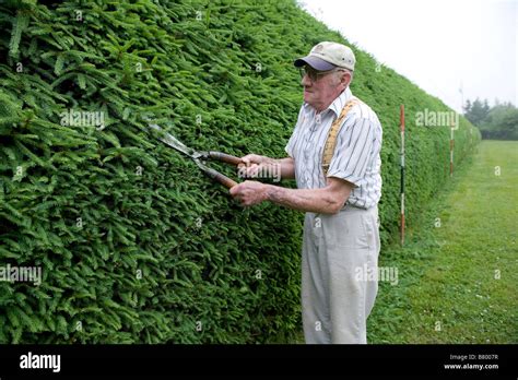 An Older Man Trimming His Hedges Stock Photo Alamy