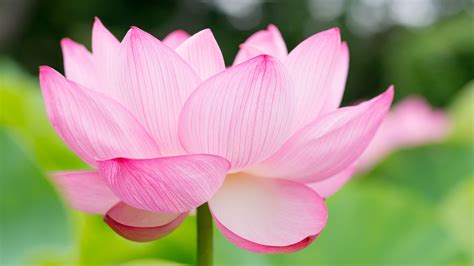 Lotus Flower 4k Ultra Hd Wallpaper And Background Image 3840x2160