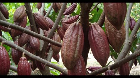 Kandungan yang terdapat dari ramuan ini yang meliputi kandungan protein, berbagai vitamin, karbohidrat, mineral, kalsium, fosfor. 085225830001 Minuman Sehat - YouTube