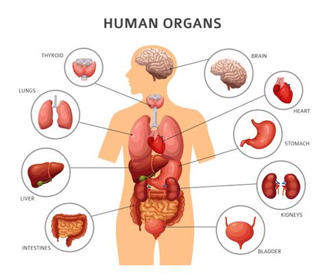 This video explains the internal organs of human body. Premium Vector | Human body internal organs