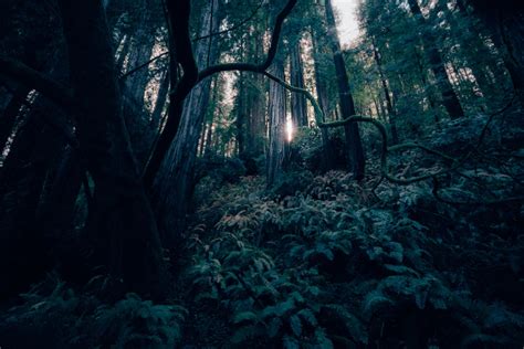 Dark Forest Landscape Free Photo On Pixabay