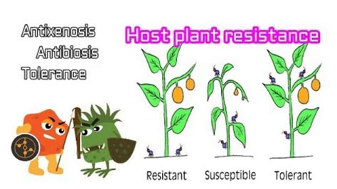 Host Plant Resistance As Component Of Ipm Youtube