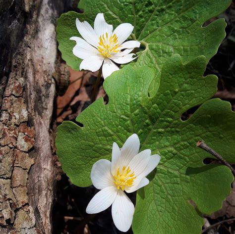 What Is It Wednesday Bloodroot Thames Talbot Land Trust