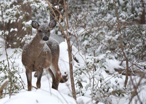 Three Ways To Reduce Winter Deer Damage In The Landscape