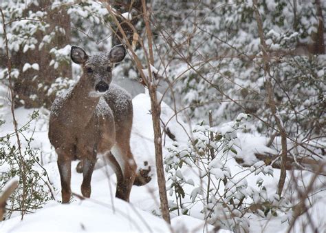 Three ways to reduce winter deer damage in the landscape The vigilant and fleetfooted legendary snow buck can often be found grazing near the aurora basin.