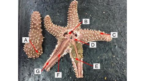 Asteroidea Starfish Anatomy Diagram Quizlet