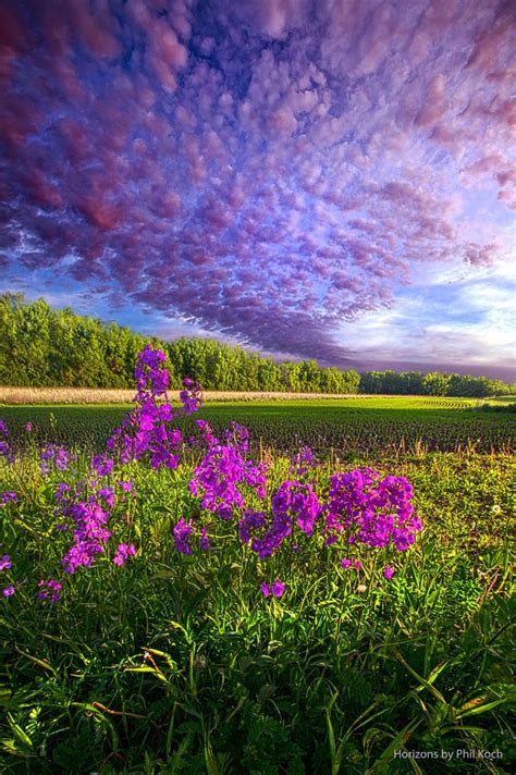 Flowers Under Summer Sky ~ Marvelous Nature