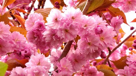 Cherry Blossom Trees Free Stock Photo Public Domain Pictures