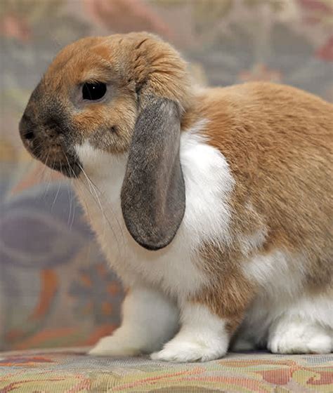 10 Popular Pet Rabbit Breeds