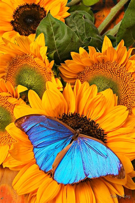 Blue Butterfly On Sunflower By Garry Gay Redbubble