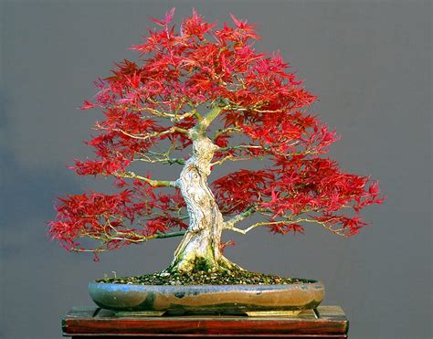 Buy 50 Bonsai Tree Japanese Red Le Highly Prized For Bonsai Acer