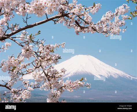Mt Fuji And Cherry Blossoms Stock Photo Alamy