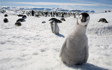 Nature Animals Wildlife Birds Penguins Baby Animals Snow