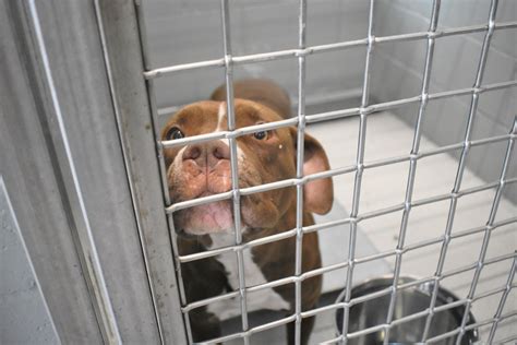 Sedalia Animal Shelter Faces Increased Workload In 2021 Sedalia Democrat