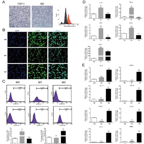 Human Thp 1 Monocyte Differentiation Into M1 And M2 Macrophages A The