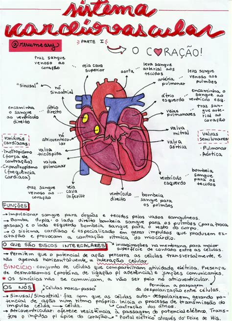 Mapa Mental Sobre Sistema Cardiovascular Study Maps Biology Lessons