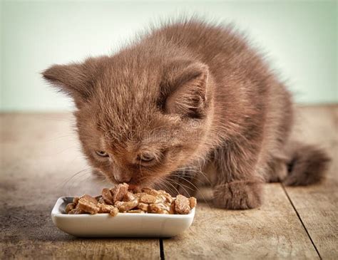 Kitten Eating Cats Food Stock Photo Image Of Domestic 74023022