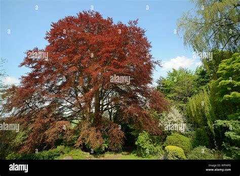 Copper Beech Fagus Sylvatica Purpurea With Newly Opened Leaves In A