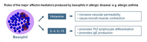 Basophils British Society For Immunology