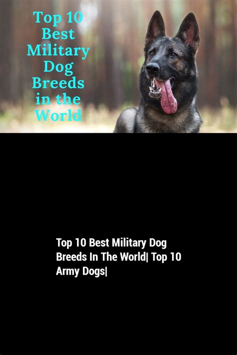 Top 10 Best Military Dog Breeds In The World Top 10 Army Dogs