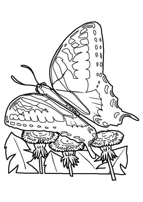 , page 17 sur 52 sur HugoLescargot.com  Coloriage papillon, Coloriage