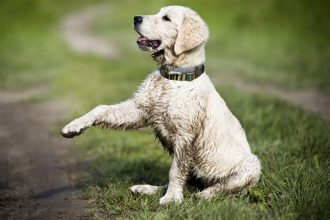 Keeping Your Dog Clean General Hygiene Dogs Guide