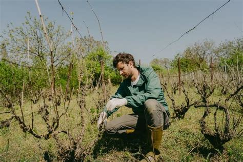 Verschmutzte geräte können zudem zu infektionen an der pflanze und daraus resultierenden krankheiten führen. ᐅ Weinreben richtig erziehen und schneiden 🌱 - Wann ist ...