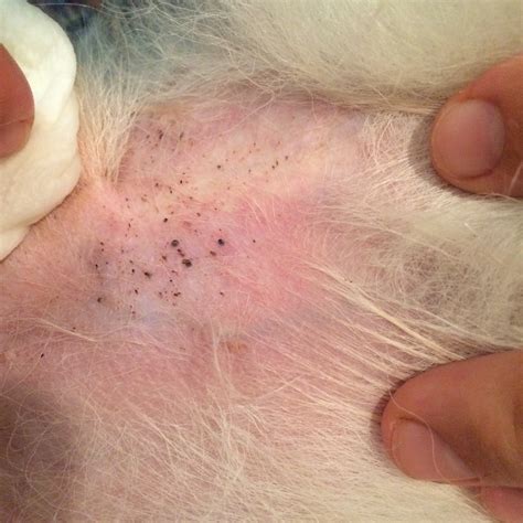 Small Red Bumps On Dogs Skin