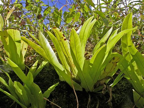 Microsorum Punctatum Polypodiaceae