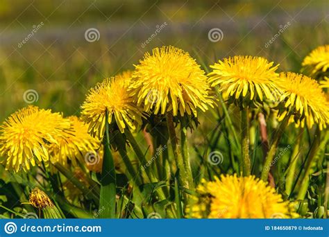 Yellow Dandelions Gold Flowers Dandelions On The Meadows Stock Image