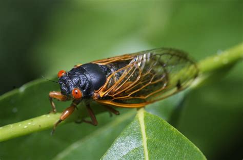 These Cicadas Have Been Waiting 17 Years To Have Sex The Science Explorer