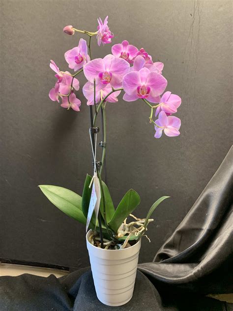 Phalaenopsis Orchid Bloom Time