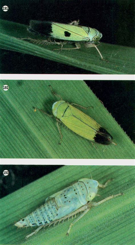 50 rice varieties seeds were used for this experiment using the dna extraction method and dna quantification. Plant-sucking pests—green leafhoppers | Common name Green ...